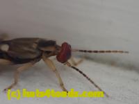 /home//u458753944/public_html/sourcegallery///Insects and small critters/earwigs (Dermaptera)/P4260004.JPG